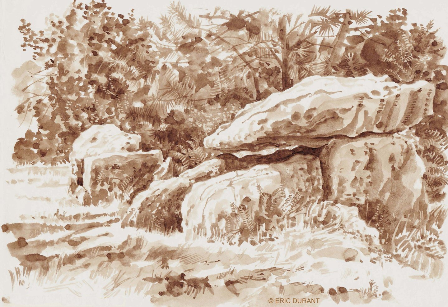 Lavis de brou de noix  sur papier A4 - © Eric Durant