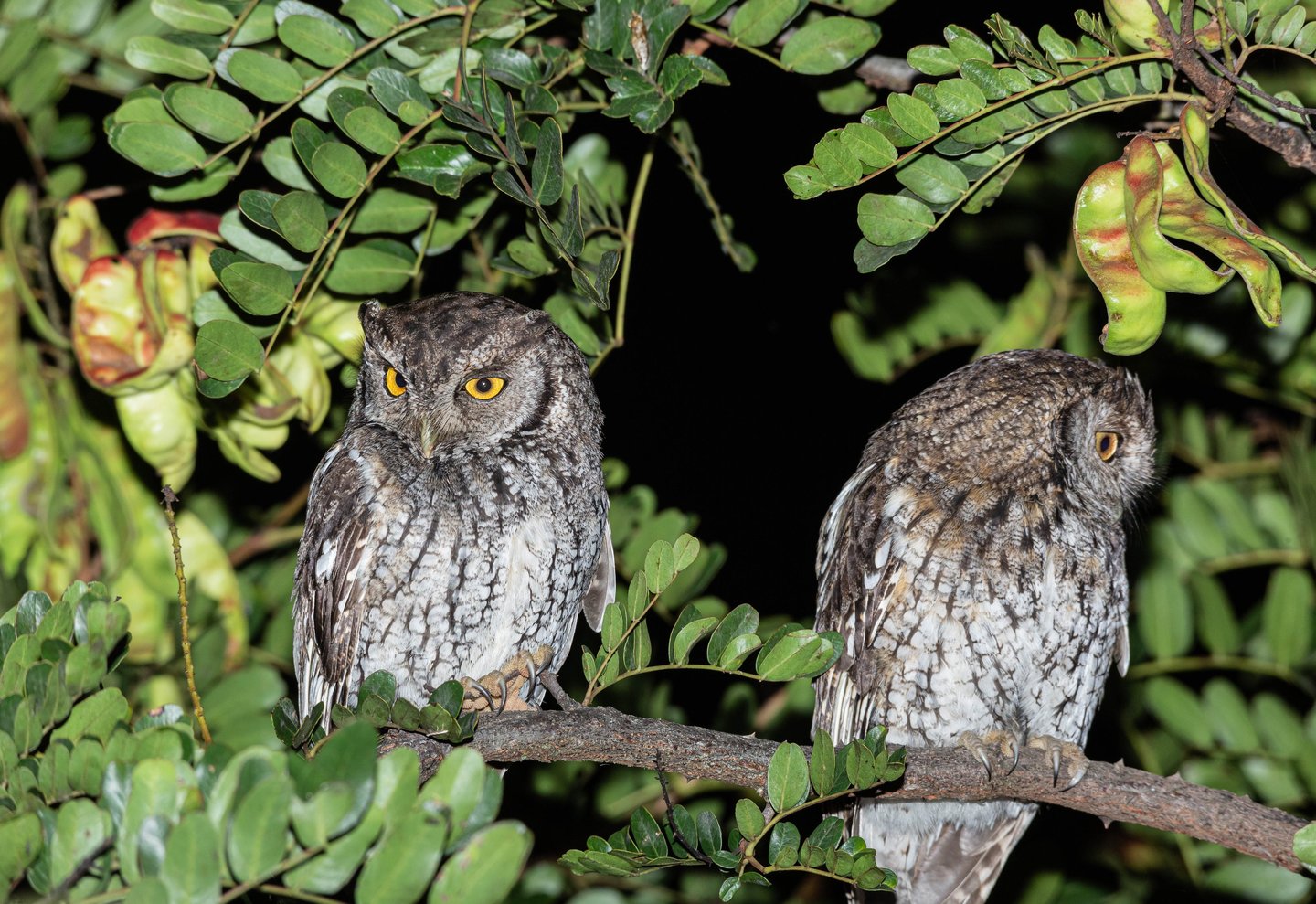 Best Restaurants in Cusco for 2026