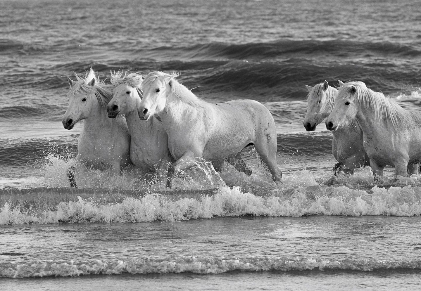 Black and white photo of white Camargue horses running through ocean waves at the beach.
