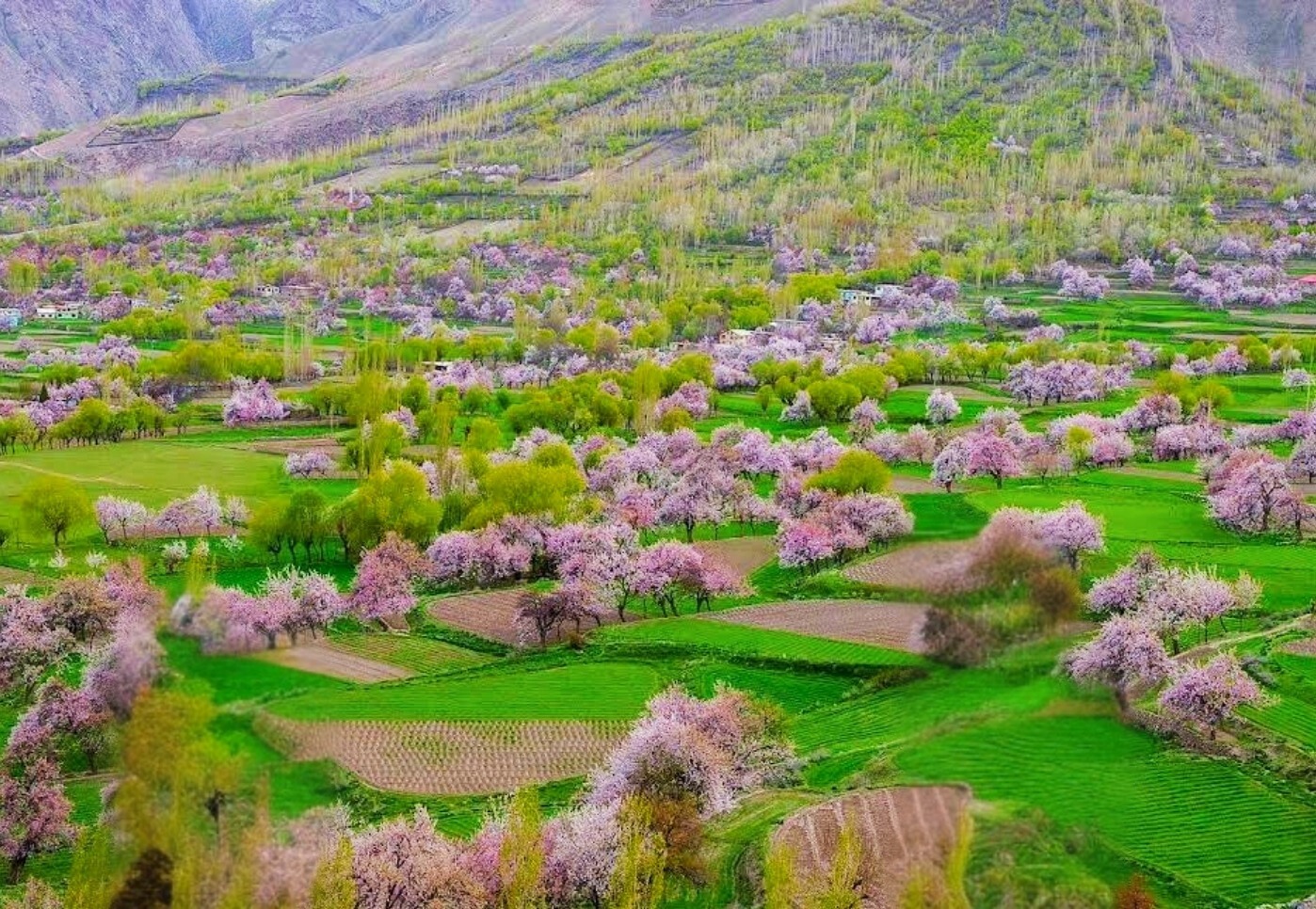 Cherry in skardu 