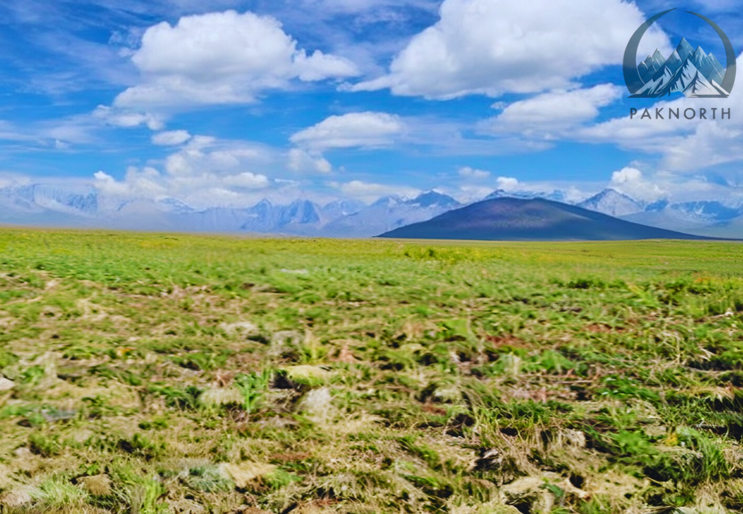 Deosai meadow with a mountain in the background