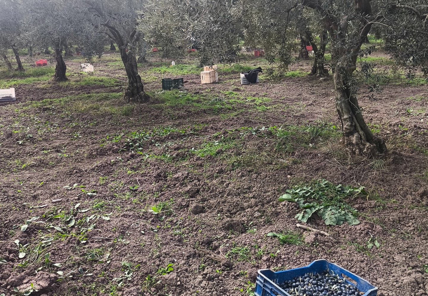 a crate of grapes in a field with a crate of grapes