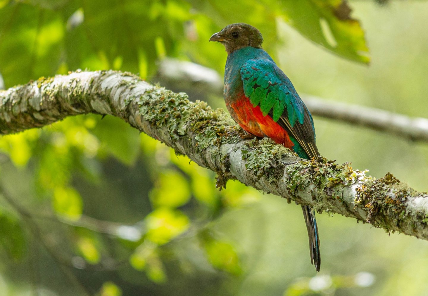 Birdwatching Photography Manu National Park Adventure 6D/5N