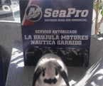 pompi garrido conejo en un bote auxiliar