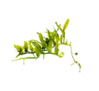 Caulerpa biserrulata