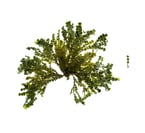 Halimeda sp.