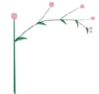 Inflorescence définie – Cyme unipare 