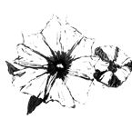 Ilustração de uma flor com dez pétalas triangulares. Ao lado, a ilustração de um botão de uma flor.