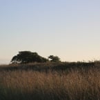 Meadow and wheat near Hokitika, New Zealand 2025