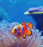 a clown fish in a coral reef