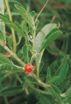 Withania somnifera - Ashwagandha