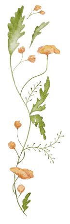a plant with orange flowers on a green background
