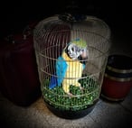 escape game pirate