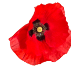 Coquelicot