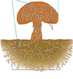 Champignon multicellulaire - structure
