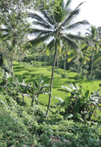 bois tropical - arbres tropicaux