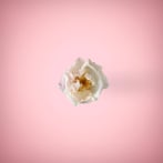 White rose in a ping background