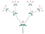 Inflorescence définie – Cyme bipare 