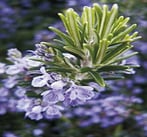 Plante Romarin - Rosmarinus officinalis