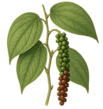 black pepper