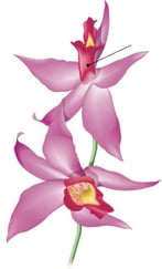 Plante à fleur – Epi de l’orchidée