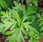 a mugwort plant with green leaves and a few small flowers 