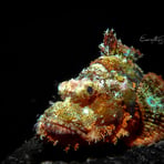Stonefish, a fascinating but camouflaged marine creature found while scuba diving in Gili Trawangan.