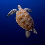 Sea turtle swimming freely in Gili Trawangan's clear blue waters.