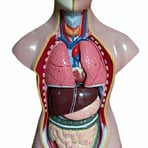  human body torso model