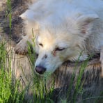 Kaarin's Dog, near Swan Lake, Idaho 2022