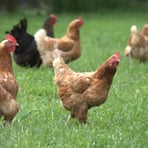 Chickens, Rakaia, Canterberry, NZ 2024