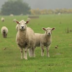 Ewe and lamb, Sheep, Arthur's Pass, New Zealand 2024