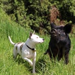 Dog and pig, Murchison, New Zealand 2024