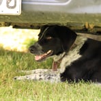 Grace's Dog, Murchison, New Zealand 2024