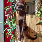 Chat Oriental Shorthair