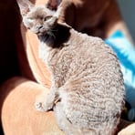 Devon Rex poil