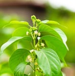 Gymnema Sylvestre