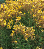 Hypericum perforatum - millepertuis perforé