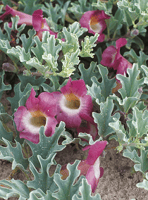 Harpagophytum procumbens - griffe du diable
