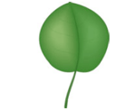 Feuille - arrondie
