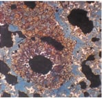 belite-nest-with-center-pore