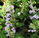 a bee on a plant with purple flowers
