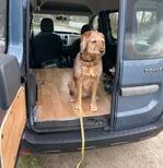 Hund sitzt im Mini Camper Van