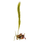 Caulerpa scalpelliformis