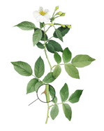 Rosier - tige épineuse