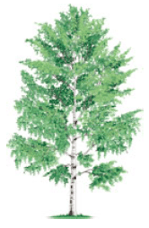 Feuillus - bouleau