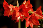 a close up of a red flower in a vase