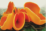 Champignon - Ascomycète
