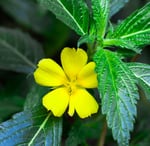 a yellow flower with green leaves on a plant