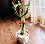 Lucky bamboo plant tied in a pot
